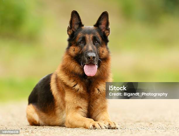 Adult German Shepherd Dog Stock Photo - Download Image Now - German Shepherd, 2015, Brown