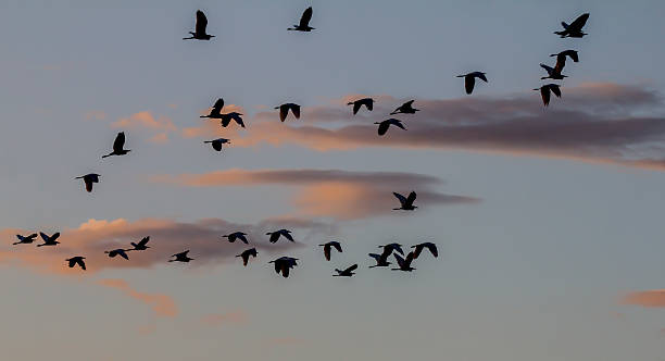 istock sunset tropical birds silhouettes flying 484908812