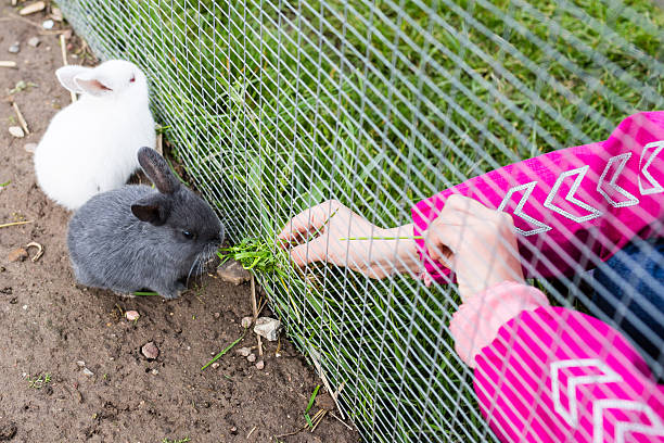 istock Young child feeding rabbit with food 484909712