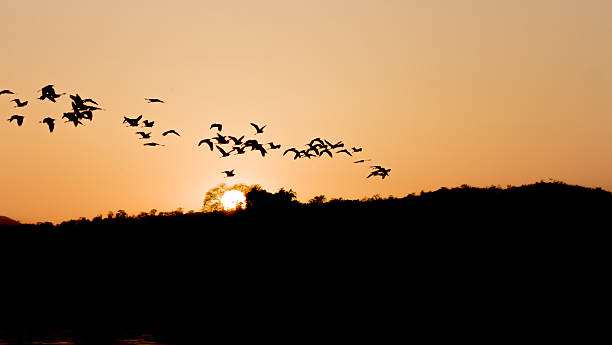 istock sunset tropical birds silhouettes flying 484909820