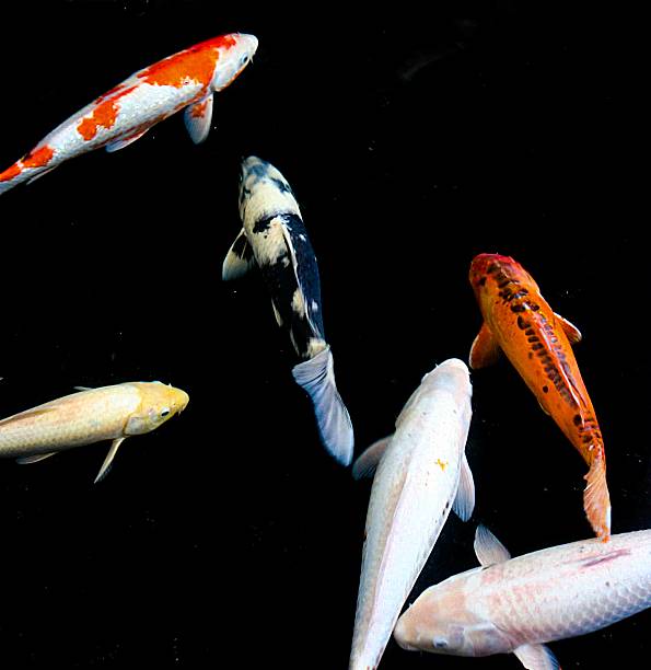 istock Japanese fishes 484909924