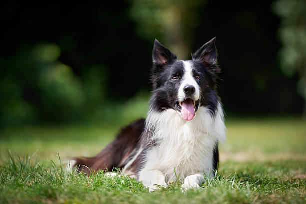 Border collie taking a rest Purebred border collie outdoors on a summer day. border collie stock pictures, royalty-free photos & images