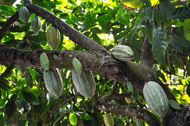 Coken Tree 320+ Coca Tree Stock Photos, Pictures & Royalty-Free Images - iStock