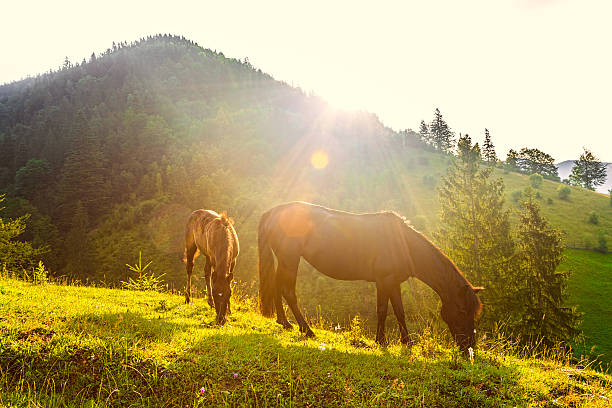 istock Horses and sunny morning in mountains 484911206