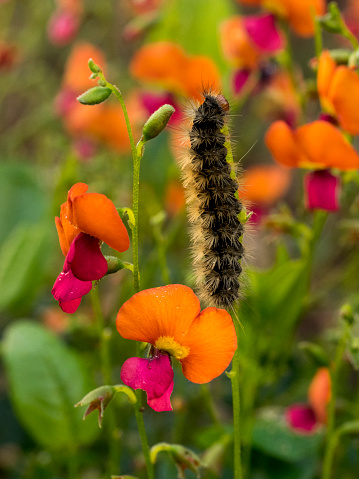 This caterpillar has eaten all the flowers and buds from one shoot of a Flame Pea (Chorizema cordatum) plant, while the next shoot is flowering vibrantly, as are the out of focus shoots in the background. This caterpillar is a so-called 
