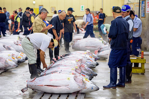 Tokyo, Japan - August 1, 2015: Prospective buyers inspect tuna displayed at Tsukiji Market. Tsukiji is considered the world's largest fish market.