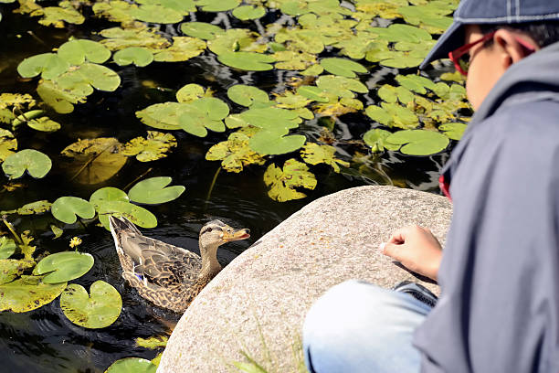 istock Child give food a duck 484916264