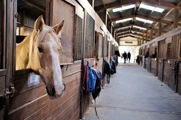 istock Animals: Horse in his stall 484918180