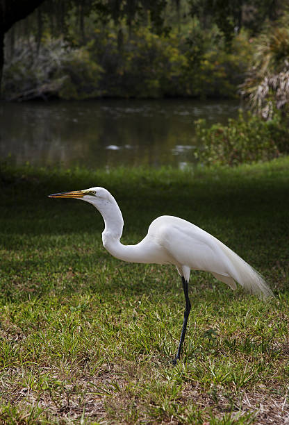 o great white garça. garça branca - egret great egret animals and pets white bird - fotografias e filmes do acervo