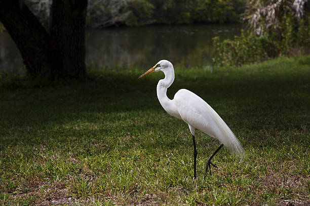 great white garça. garça branca - egret great egret animals and pets white bird - fotografias e filmes do acervo