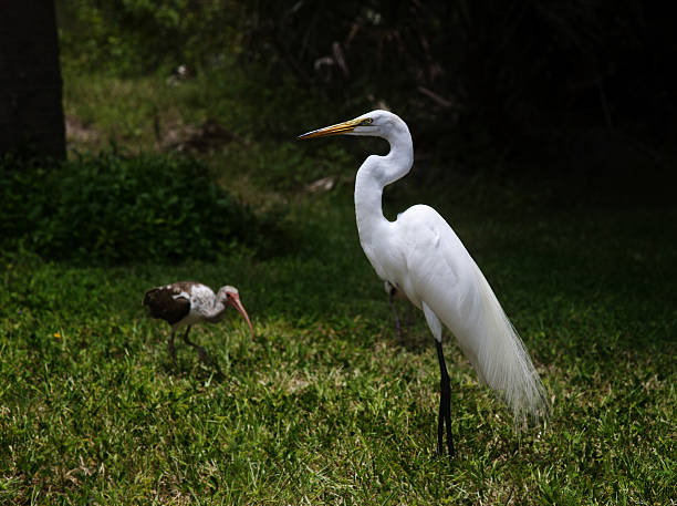 great white garça e ibis bird estão atrás - egret great egret animals and pets white bird - fotografias e filmes do acervo