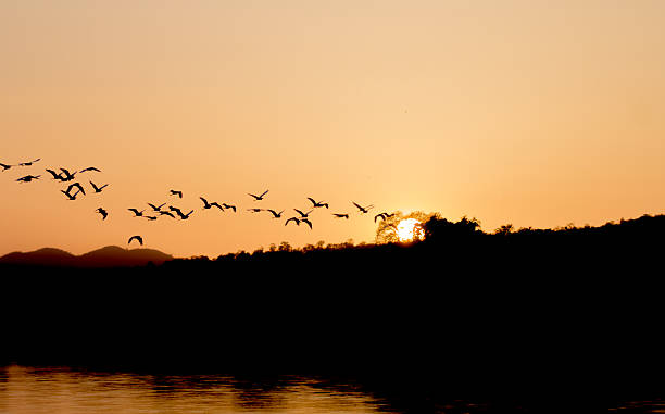 istock sunset tropical birds silhouettes flying 484918992