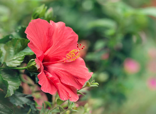 istock Pink Hibiscus flower blossom 484919614