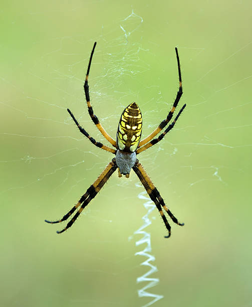 istock Black and Yellow Garden spider (Argiope aurantia) 484919620