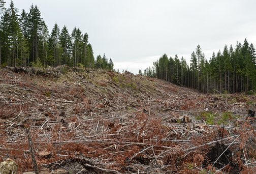 Parcel of forest land immediately after loggers clear-cut the trees.  This forest is located on Vancouver Island, British Columbia, Canada