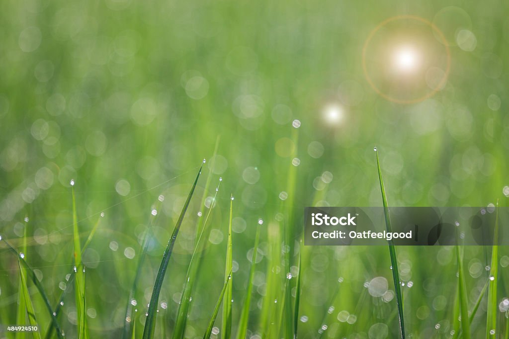 Close up of fresh thick grass with water drop Close up of fresh thick grass with water drops in the early morning 2015 Stock Photo