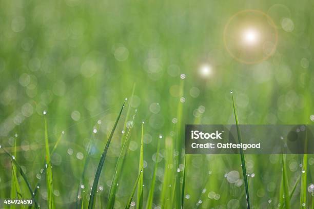Close Up Of Fresh Thick Grass With Water Drop Stock Photo - Download Image Now - 2015, Agricultural Field, Awe