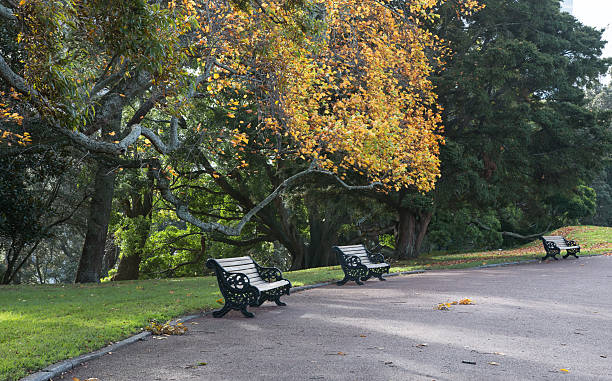 istock Benches under ginkgo biloba tree in autumn park 484924778
