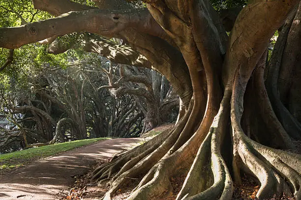 Buttress roots of Moreton Bay fig tree in Albert Park, Auckland, New Zealand