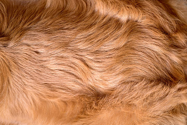 istock Abstract brown fake dog fur texture 484928674