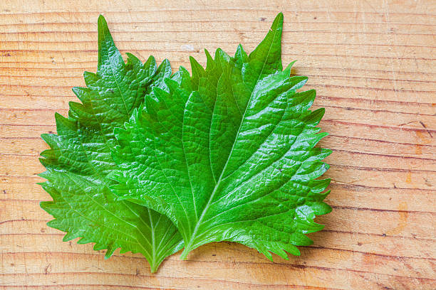 perilla vert bio - shiso photos et images de collection