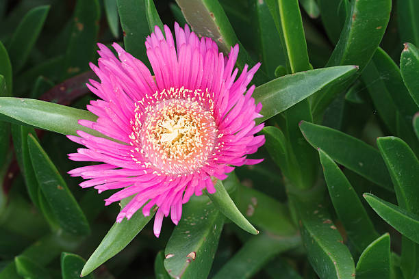 розовый цветок льду plant close-up горизонтальные - sea fig стоковые фото и изображения