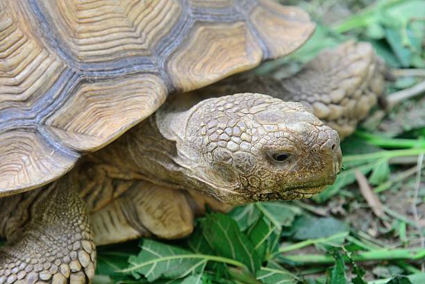 Sulcata Tortoise Sulcata Tortoise eating geochelone yniphora stock pictures, royalty-free photos & images