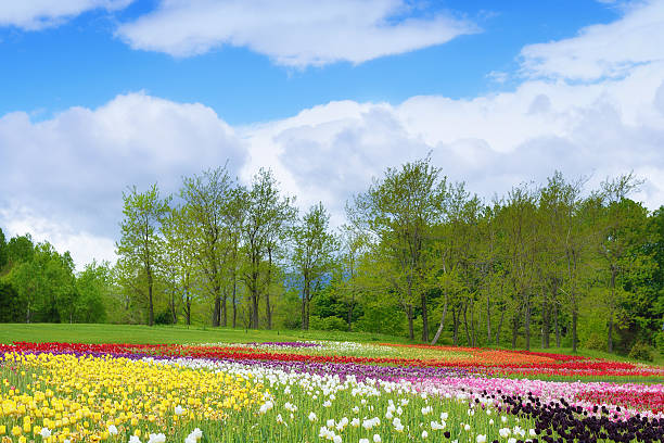 istock tulips in spring, colorful tulips 484930186