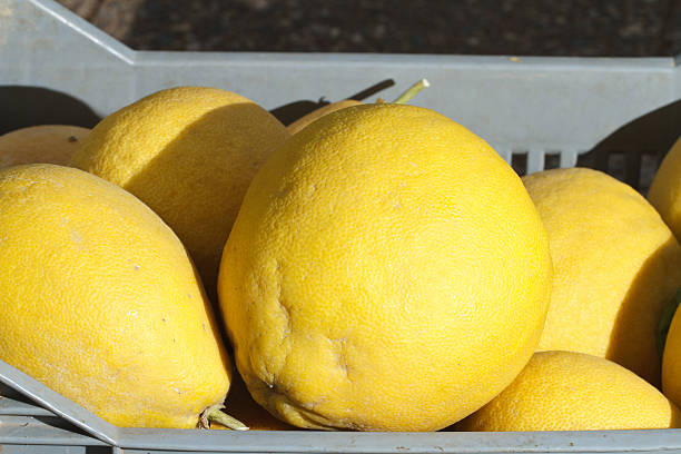 Fresh grapefruit in the container on the market close up
