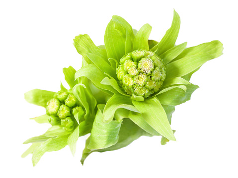 Japanese butterbur sprout