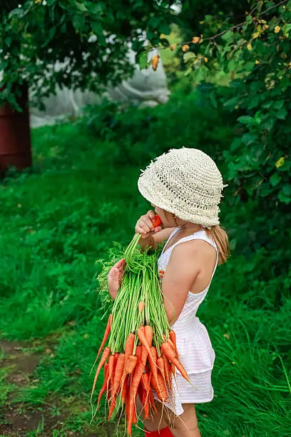 Girl gnaws carrot with a bunch of carrots freshly