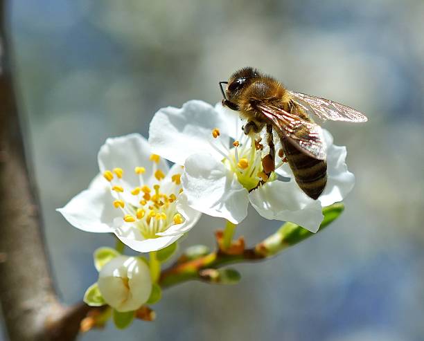 istock branch with flower of cherry tree and a honey bee 484932116