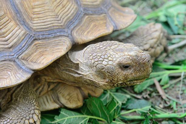 Sulcata Tortoise The head of the Sulcata Tortoise geochelone yniphora stock pictures, royalty-free photos & images