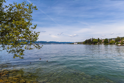 Beautiful view of Zurich Lake with ducks and trees in foreground.