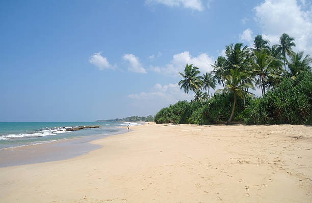 istock Picturesque  tropical beach. Sri Lanka 484936144