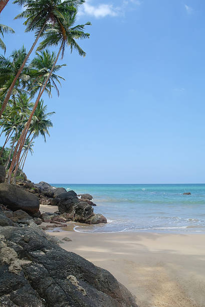 istock Picturesque  tropical beach. Sri Lanka 484936532