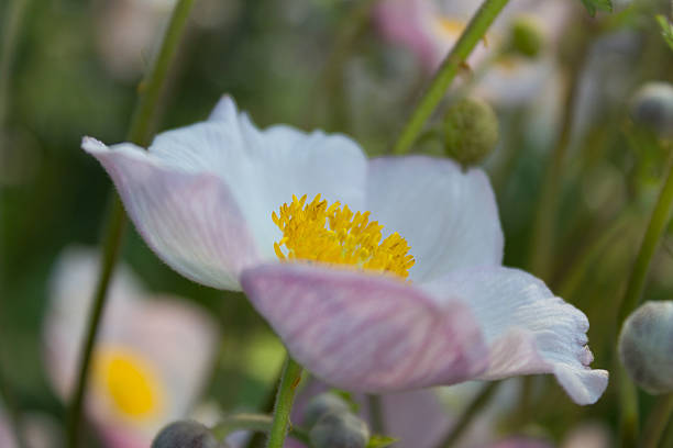 istock spring flower, summer flowers in meadow / field 484936644