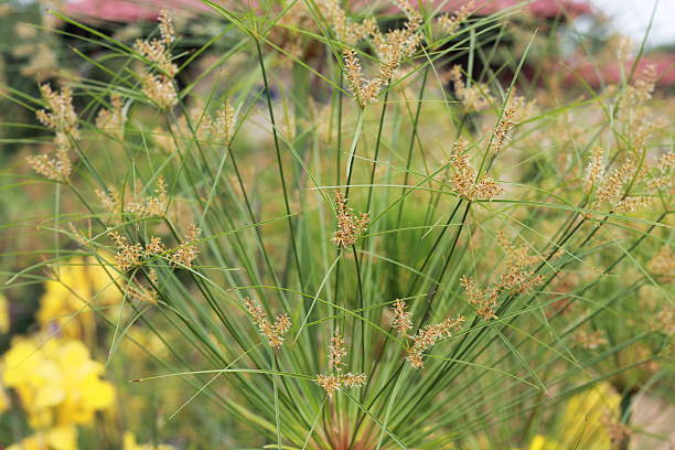 istock Tall decorative grass with yellow flowers in background 484936652