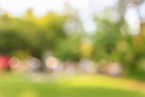 istock Sunny abstract green nature background, blurred bokeh 484936846