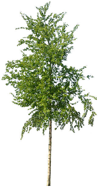 betula nigra oder roten birch, isoliert auf weiss - birke stock-fotos und bilder