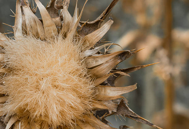 High angle view of dried dipsacus sativus L.Honck plant at Swiss City of Zürich on a spring day. Photo taken April 15th, 2025, Zurich Schwamendingen, Switzerland.
