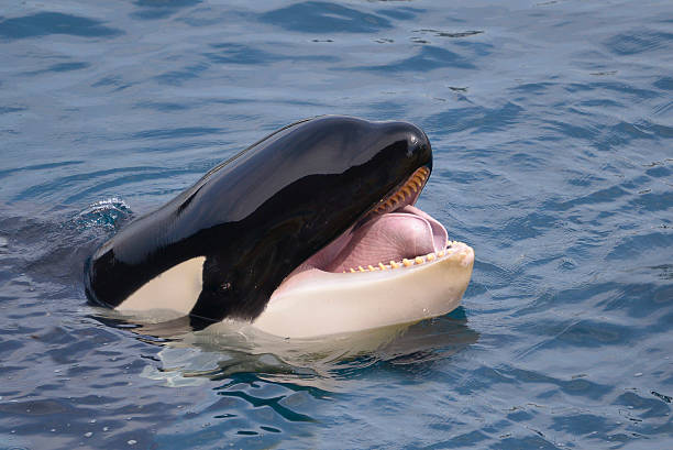 Head of killer whale Head of killer whale (Orcinus orca) opening mouth in blue water killer whale photos stock pictures, royalty-free photos & images