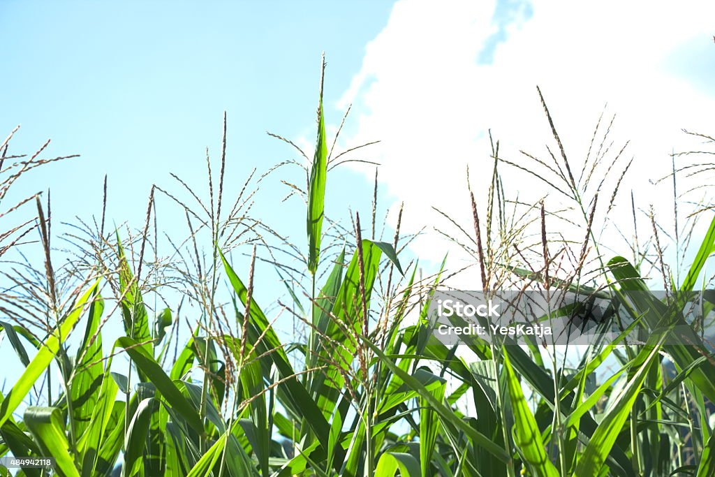 Campo de milho, paisagem cultural - Foto de stock de 2015 royalty-free