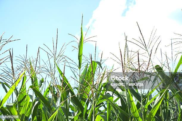 Foto de Campo De Milho Paisagem Cultural e mais fotos de stock de 2015 - 2015, Agricultura, Ajardinado