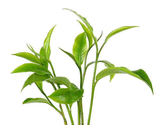 istock Green tea leaf isolated on the white background 484942780