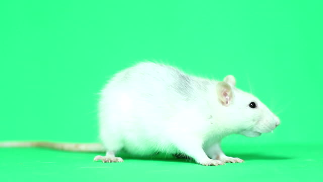 2,176 White Rat Stock Videos and Royalty-Free Footage - iStock | White rat  white background, Black and white rat