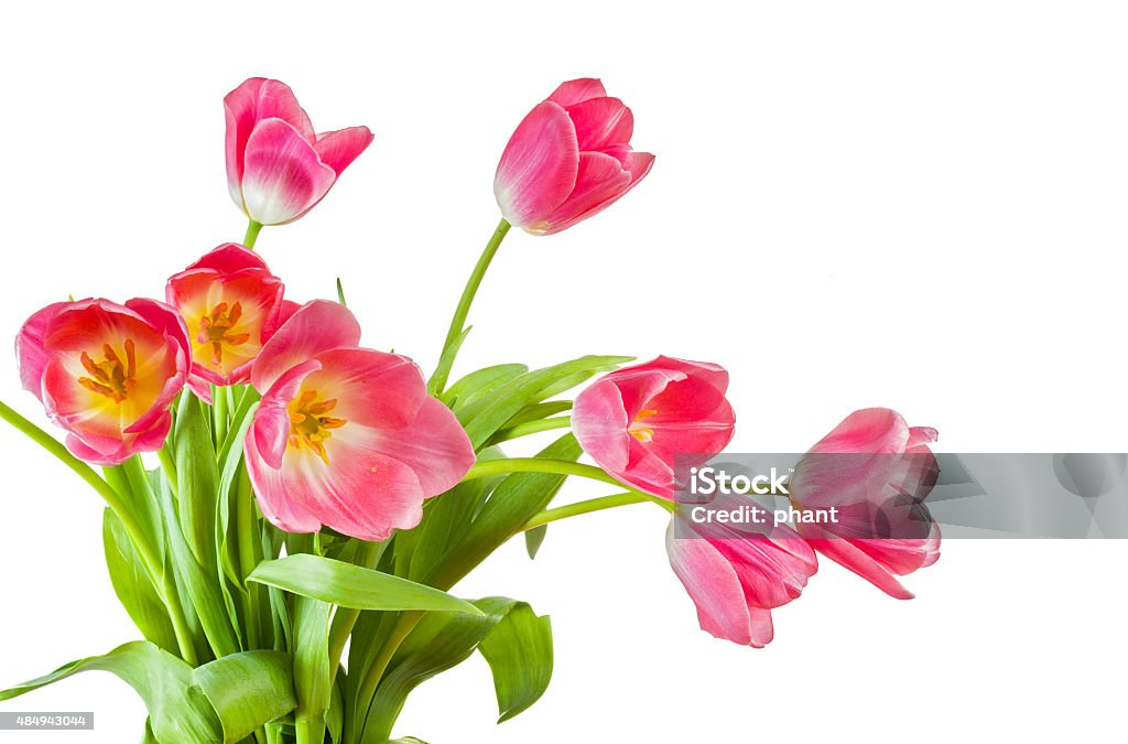 bouquet of tulips bouquet of tulips isolated on white 2015 Stock Photo