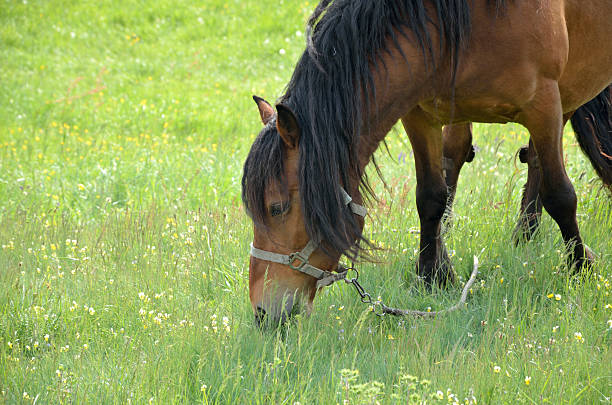 istock Brown horse grazing on meadow 484943392