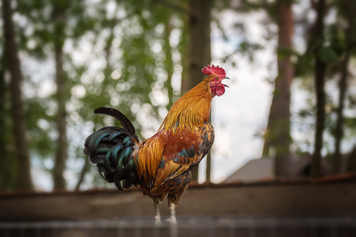 Photo of Screaming rooster