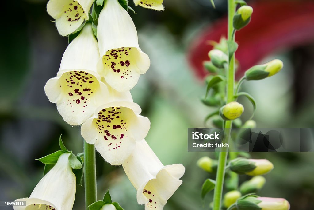 Flor En Forma De Campana De Digital Foto de stock y más banco de imágenes de 2015 - 2015, Aire libre, Amarillo - Color - iStock Flor En Forma De Campana De Digital Foto de stock y más banco de imágenes de 2015 - 2015, Aire libre, Amarillo - Color - iStock